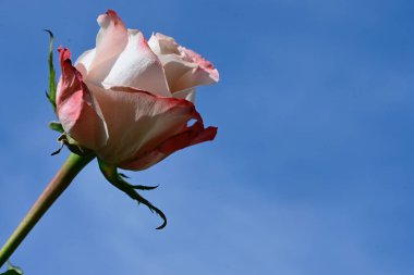 Mavi arka planda narin gül çiçekleri