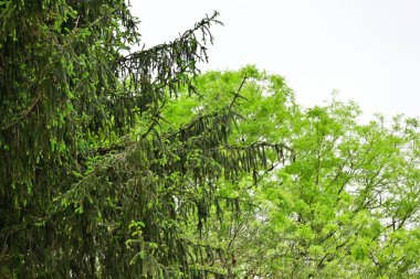 Mavi gökyüzüne karşı ağaçların güzel manzarası