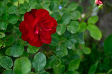 Güneşli yaz gününde bahçede büyüyen güzel bir gül. 