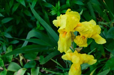 Güneşli yaz gününde bahçede büyüyen güzel irisler 