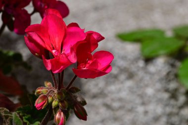 Yaz güneşli bir günde bahçedeki güzel beyaz çiçekleri dölleyen arı. 