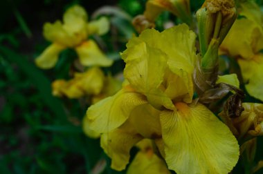 Güneşli yaz gününde bahçede büyüyen güzel irisler 