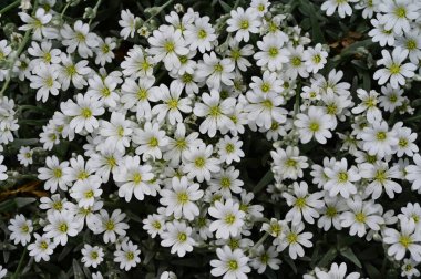 Güneşli yaz gününde bahçede büyüyen güzel papatyalar. 