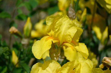 Güneşli yaz gününde bahçede büyüyen güzel irisler 