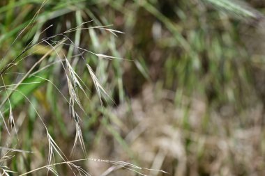 Yaz günü bahçede kuru bitkiler