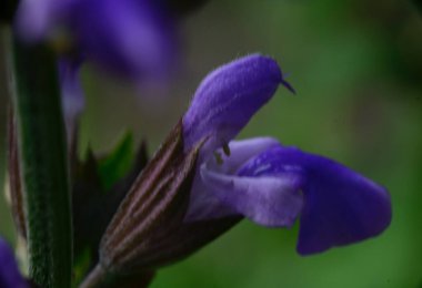 Güneşli yaz gününde bahçede yetişen güzel çiçekler. 