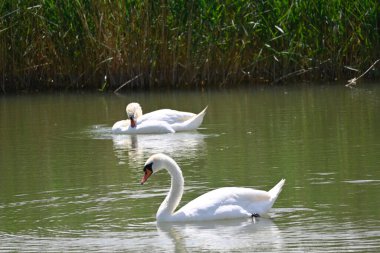 Güzel beyaz kuğular yaz günü göl yüzeyinde yüzerler. 