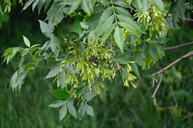 Ağaçtaki yeşil yapraklar