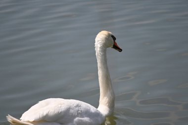 Güzel beyaz kuğu yaz günü göl yüzeyinde yüzüyor. 