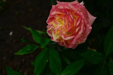 Güneşli yaz gününde bahçede büyüyen güzel bir gül. 