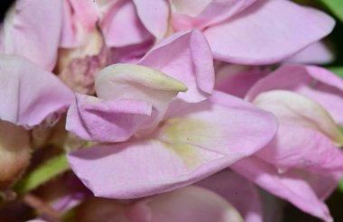 Koyu arkaplanda güzel çiçekler, yaz konsepti, yakın manzara  