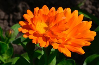 Bahçedeki güzel çiçekler