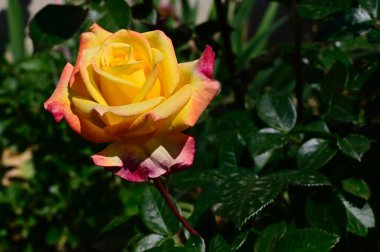 Güneşli yaz gününde bahçede büyüyen güzel bir gül. 