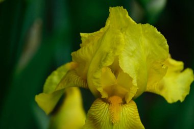Güneşli yaz gününde bahçede büyüyen güzel göz. 