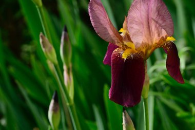 Güneşli yaz gününde bahçede büyüyen güzel göz. 