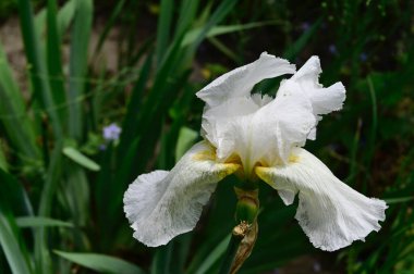 Güneşli yaz gününde bahçede büyüyen güzel göz. 