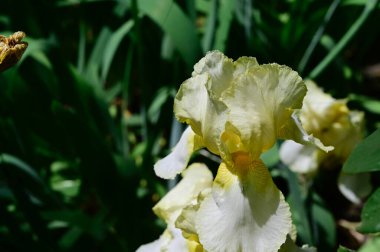 Güneşli yaz gününde bahçede büyüyen güzel göz. 