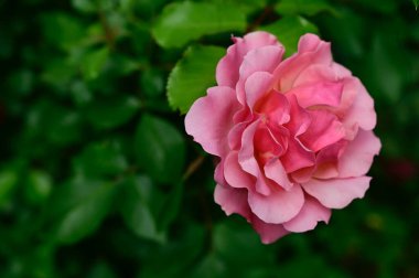 Güneşli yaz gününde bahçede büyüyen güzel bir gül. 