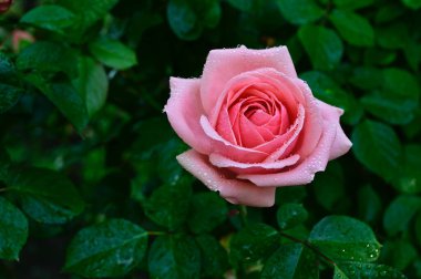 Güneşli yaz gününde bahçede büyüyen güzel bir gül. 