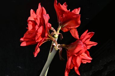 Koyu arkaplanda güzel parlak çiçekler, yaz konsepti, yakın görüş  