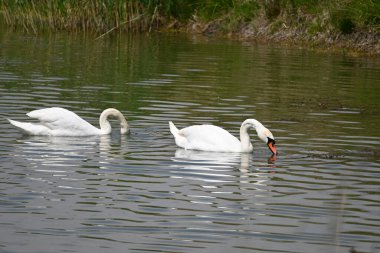 Güzel beyaz kuğular yaz günü göl yüzeyinde yüzerler. 
