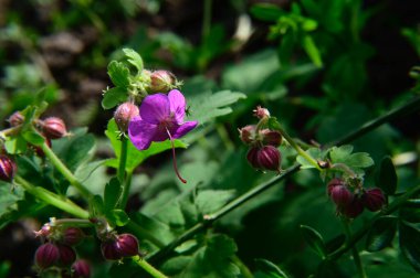 Bahçede yetişen güzel çiçekler