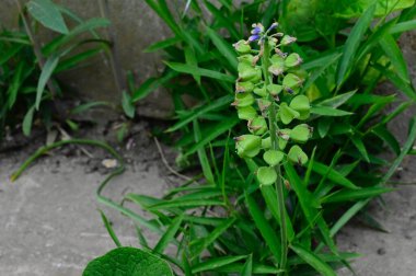 Güneşli yaz gününde bahçede yetişen güzel çiçekler. 