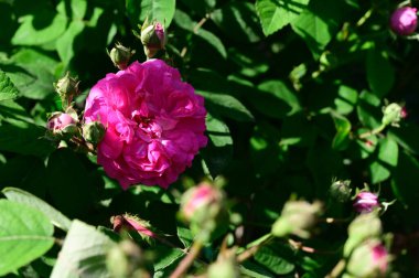 Güneşli yaz gününde bahçede büyüyen güzel güller. 