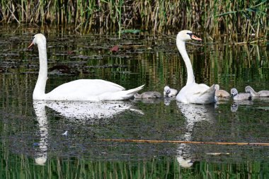 Yavruları olan güzel beyaz kuğular yaz günü göl yüzeyinde yüzerler. 