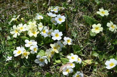 Güneşli yaz gününde bahçede büyüyen güzel beyaz çiçekler. 