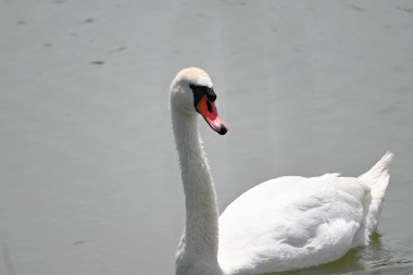 Güzel beyaz kuğu yaz günü göl yüzeyinde yüzüyor. 