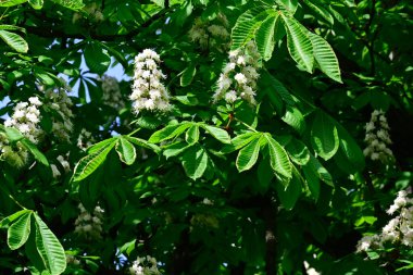 Güneşli yaz gününde bahçede yetişen güzel çiçekler. 