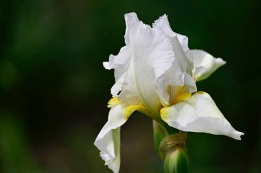 Güneşli yaz gününde bahçede büyüyen güzel göz. 