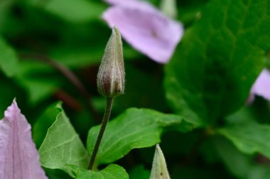 Güneşli yaz gününde bahçede büyüyen güzel Clematis. 