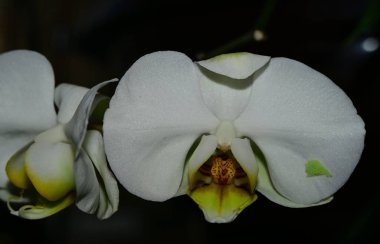 Koyu arkaplanda güzel orkide çiçekleri, yaz konsepti, yakın görüş  