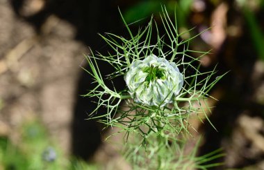 Güneşli yaz gününde bahçede yetişen güzel çiçekler. 