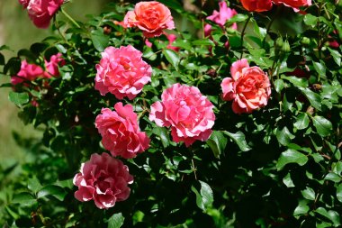 Güneşli yaz gününde bahçede büyüyen güzel güller. 