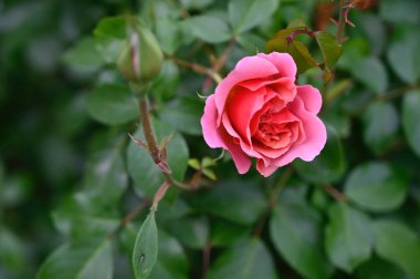 Güneşli yaz gününde bahçede büyüyen güzel bir gül. 