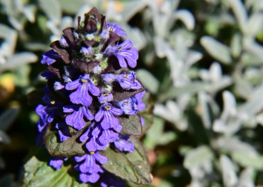 Güneşli yaz gününde bahçede yetişen güzel çiçekler. 