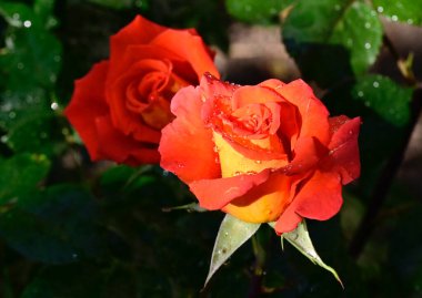 Güneşli yaz gününde bahçede büyüyen güzel güller. 