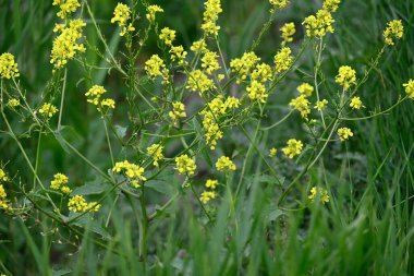 Güneşli yaz gününde bahçede yetişen güzel çiçekler. 