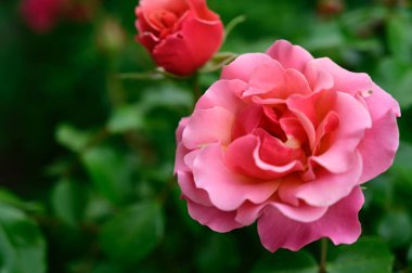 Güneşli yaz gününde bahçede büyüyen güzel güller. 