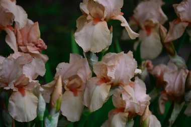 Güneşli yaz gününde bahçede büyüyen güzel irisler 