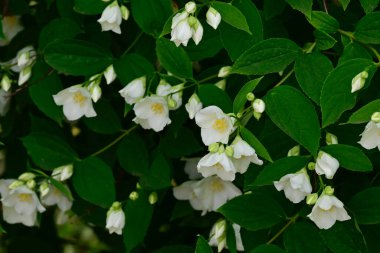 Güneşli yaz gününde bahçede yetişen güzel çiçekler. 