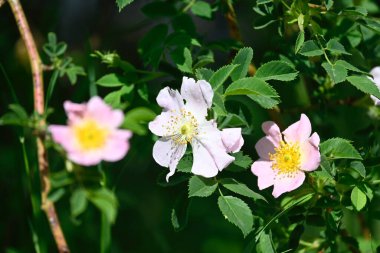 Güneşli yaz gününde bahçede yetişen güzel çiçekler. 