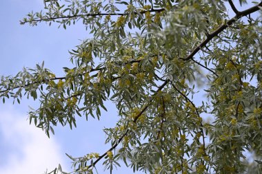 Ağaç dallarında açan güzel çiçeklere yaklaş