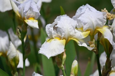 Güneşli yaz gününde bahçede büyüyen güzel irisler 