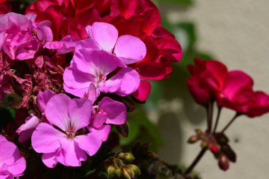 Yaz güneşli bir günde bahçedeki güzel beyaz çiçekleri dölleyen arı. 