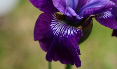 Güneşli yaz gününde bahçede büyüyen güzel göz. 