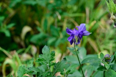 Güneşli yaz gününde bahçede büyüyen güzel göz. 